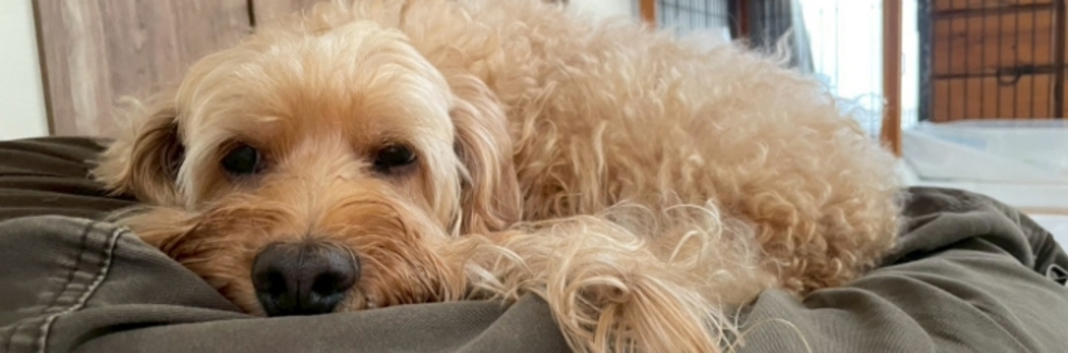 レビュアーのカバー画像