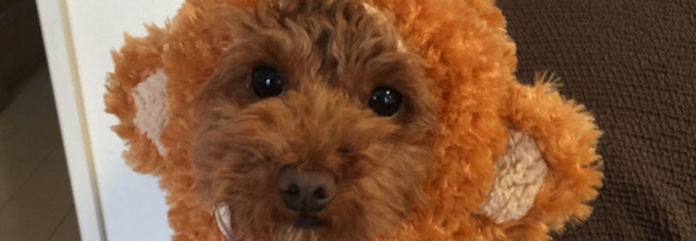 レビュアーのカバー画像