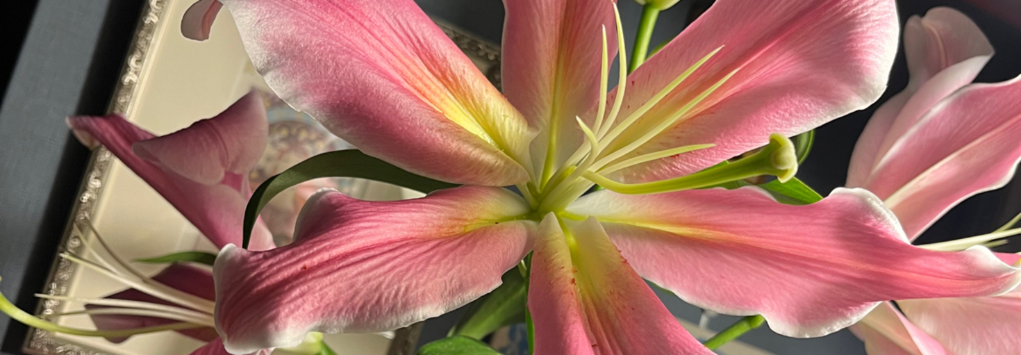 レビュアーのカバー画像