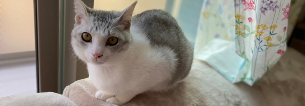 レビュアーのカバー画像