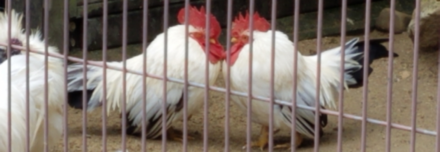 レビュアーのカバー画像