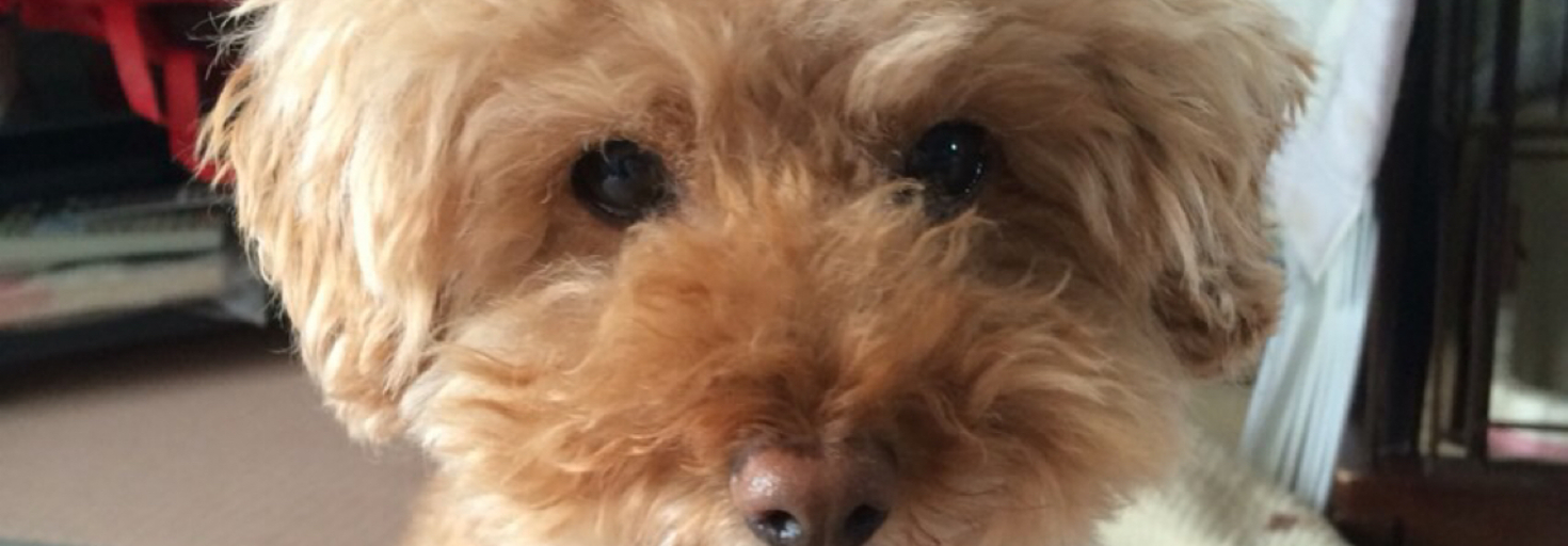 レビュアーのカバー画像