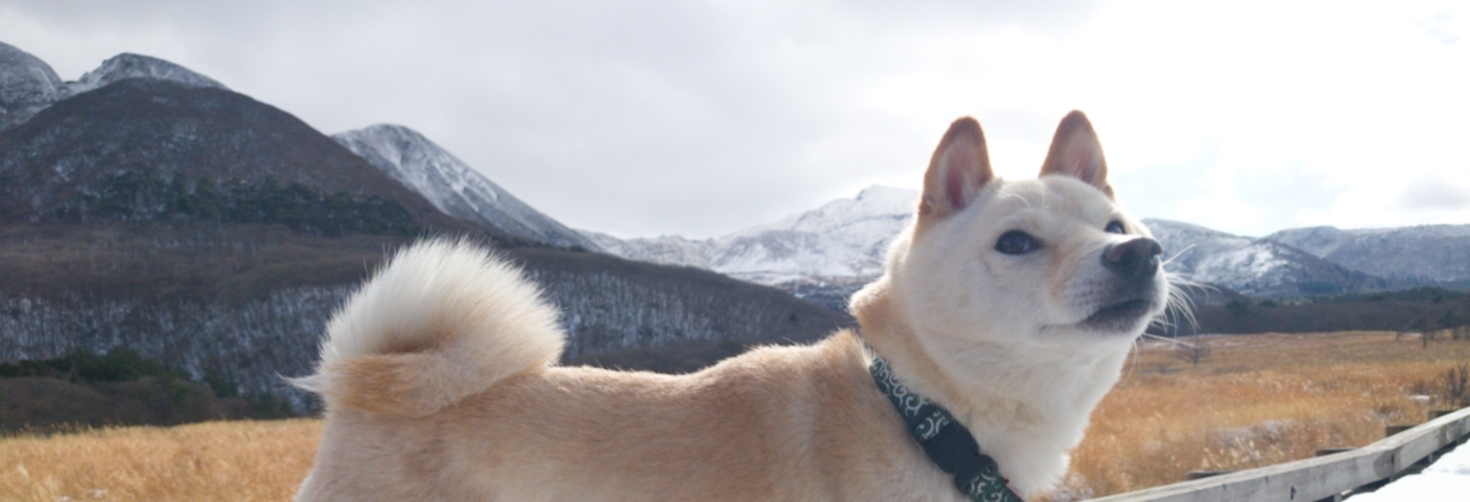 レビュアーのカバー画像