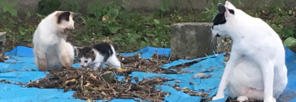 レビュアーのカバー画像