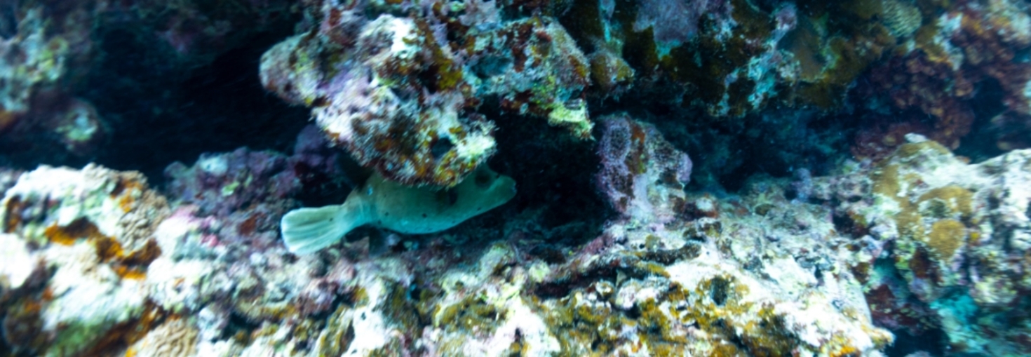 レビュアーのカバー画像