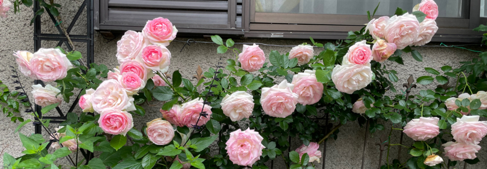 レビュアーのカバー画像