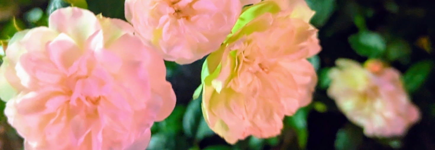 レビュアーのカバー画像