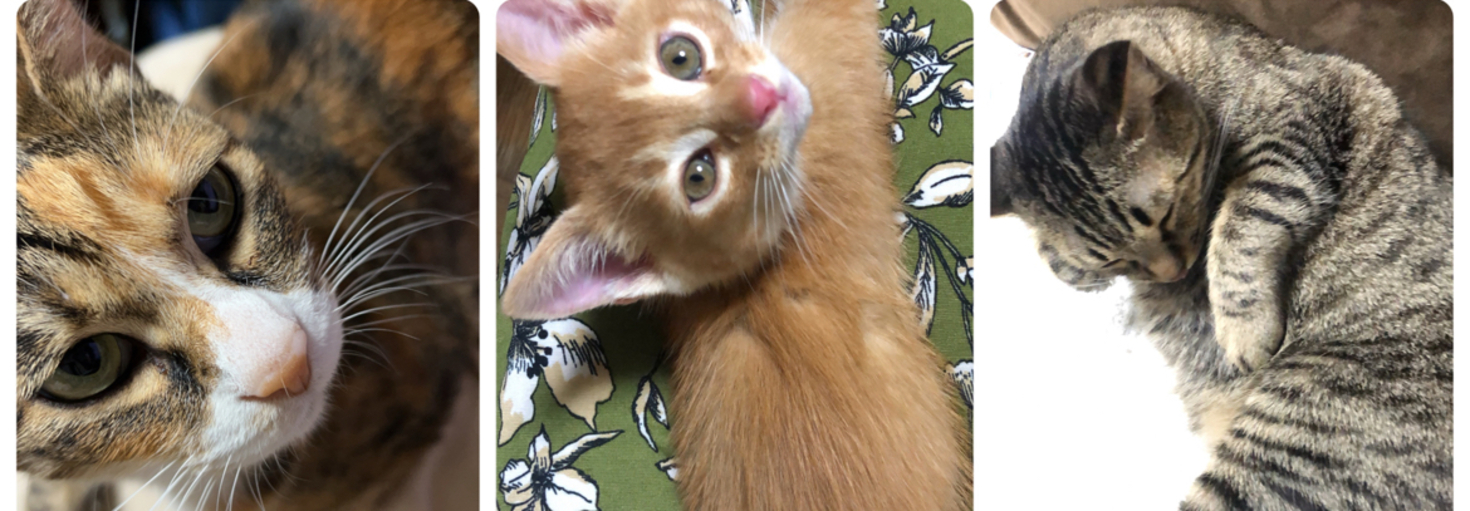 レビュアーのカバー画像