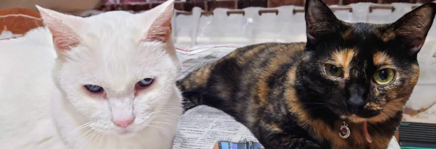 レビュアーのカバー画像