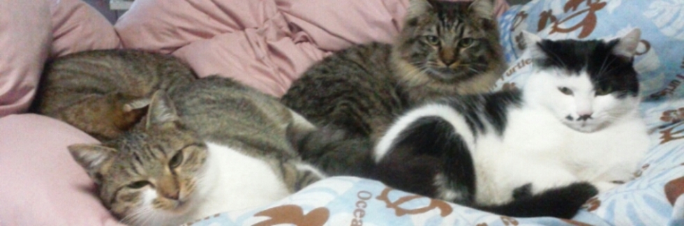 レビュアーのカバー画像