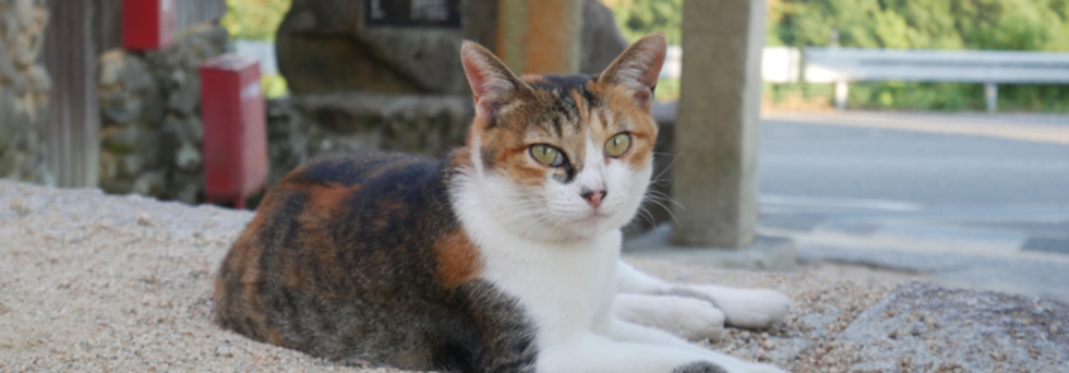 レビュアーのカバー画像