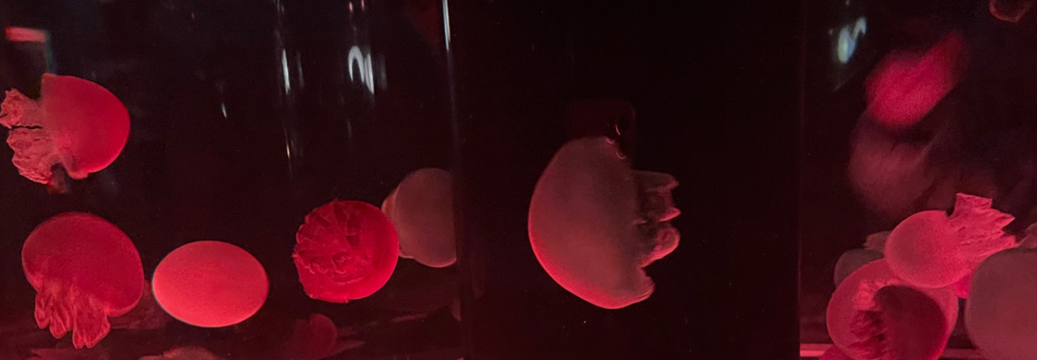 レビュアーのカバー画像