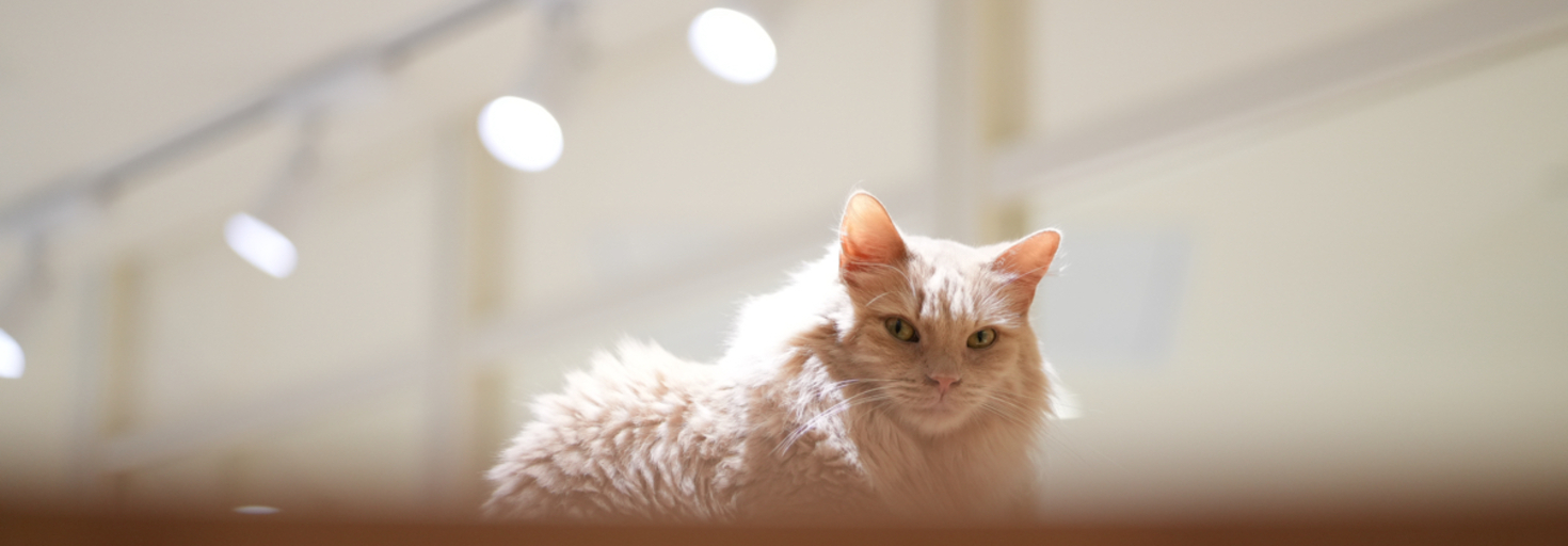 レビュアーのカバー画像