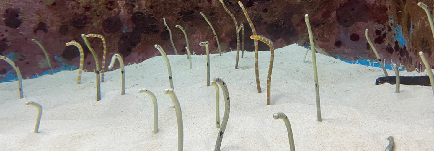 レビュアーのカバー画像