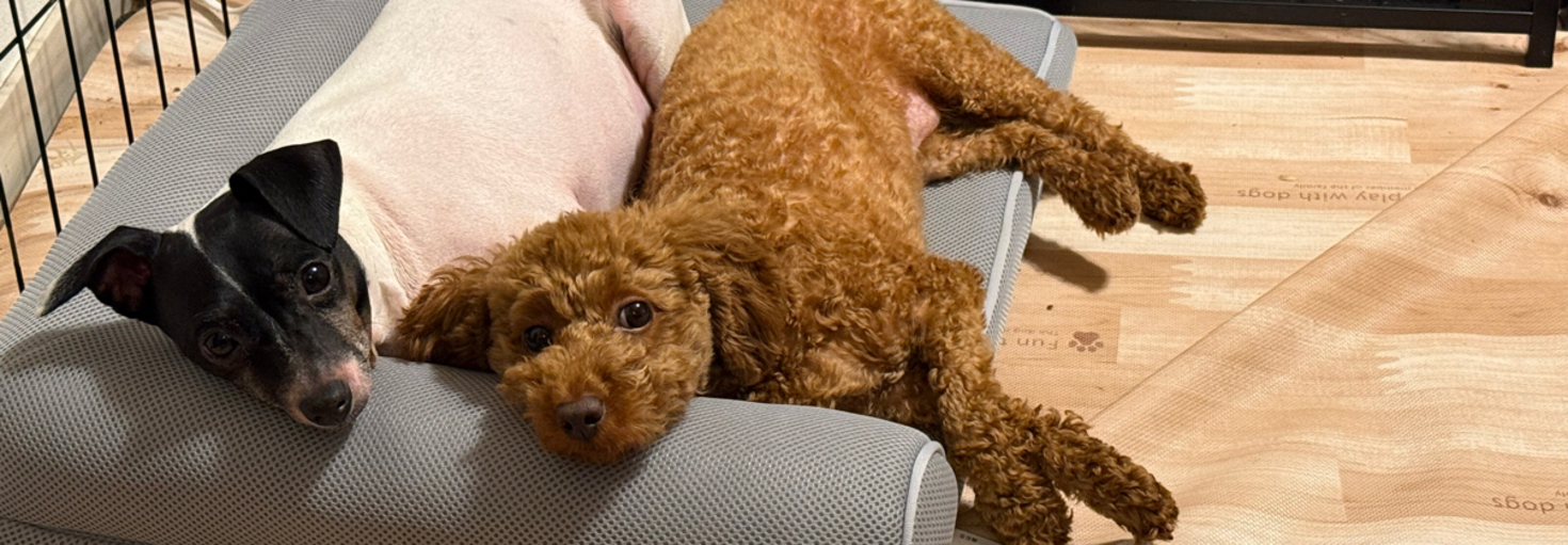 レビュアーのカバー画像