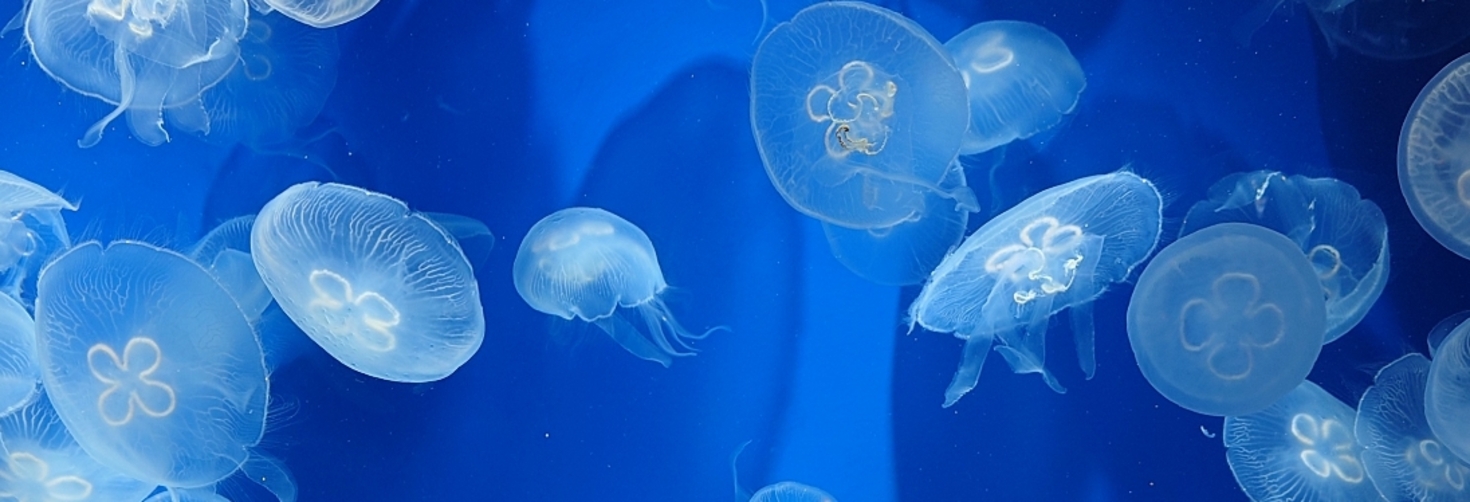 レビュアーのカバー画像