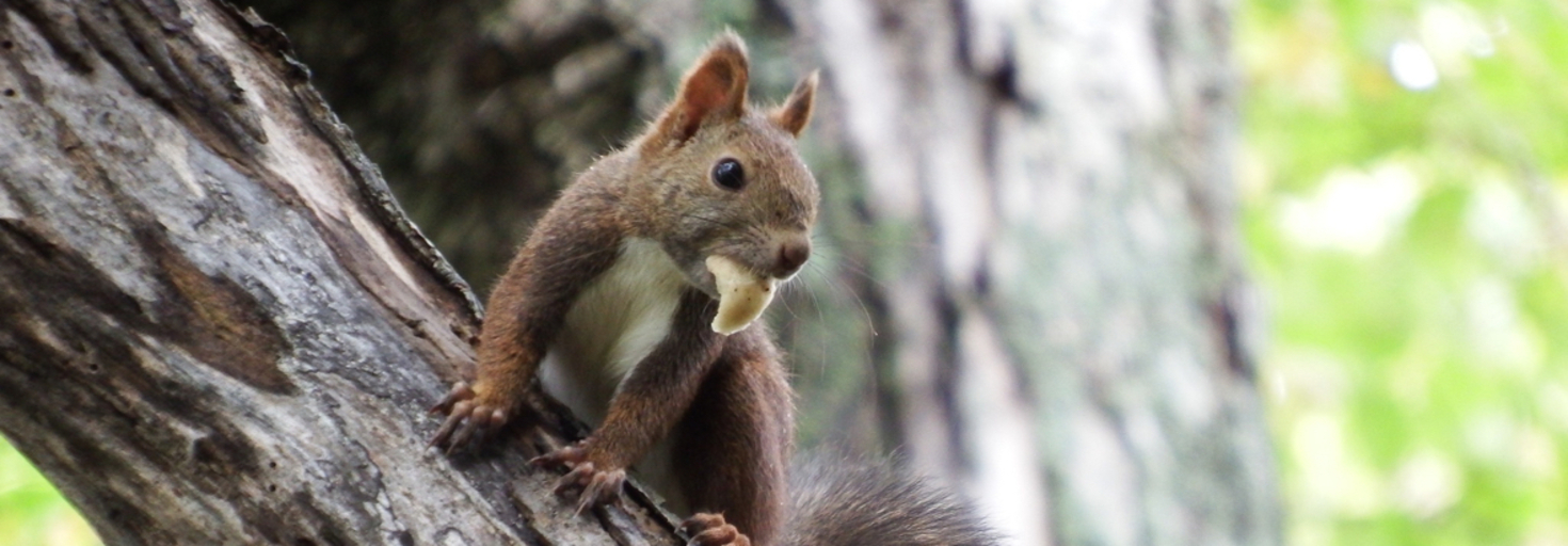 レビュアーのカバー画像