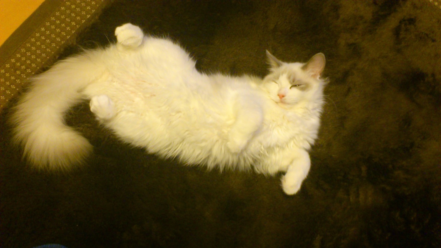 レビュアーのカバー画像