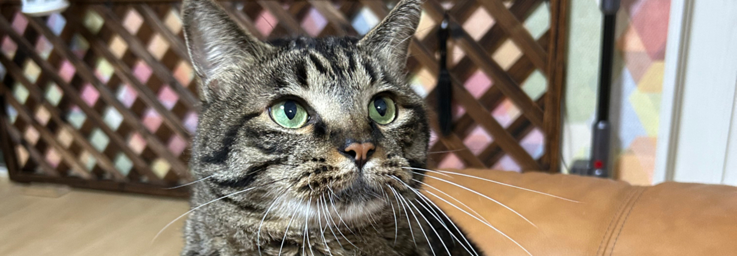 レビュアーのカバー画像