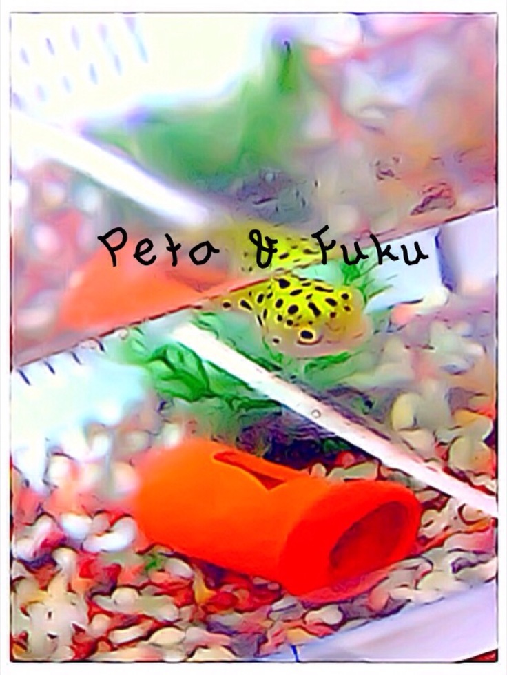 ペタとフクさんのトップページ 食べログ