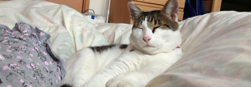 レビュアーのカバー画像