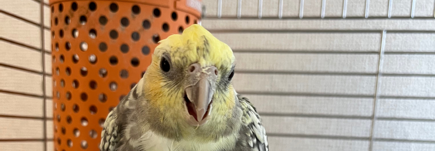 レビュアーのカバー画像