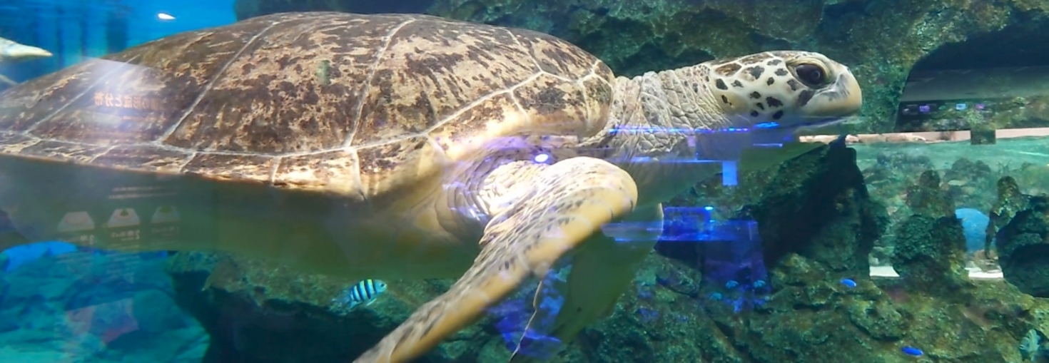 レビュアーのカバー画像