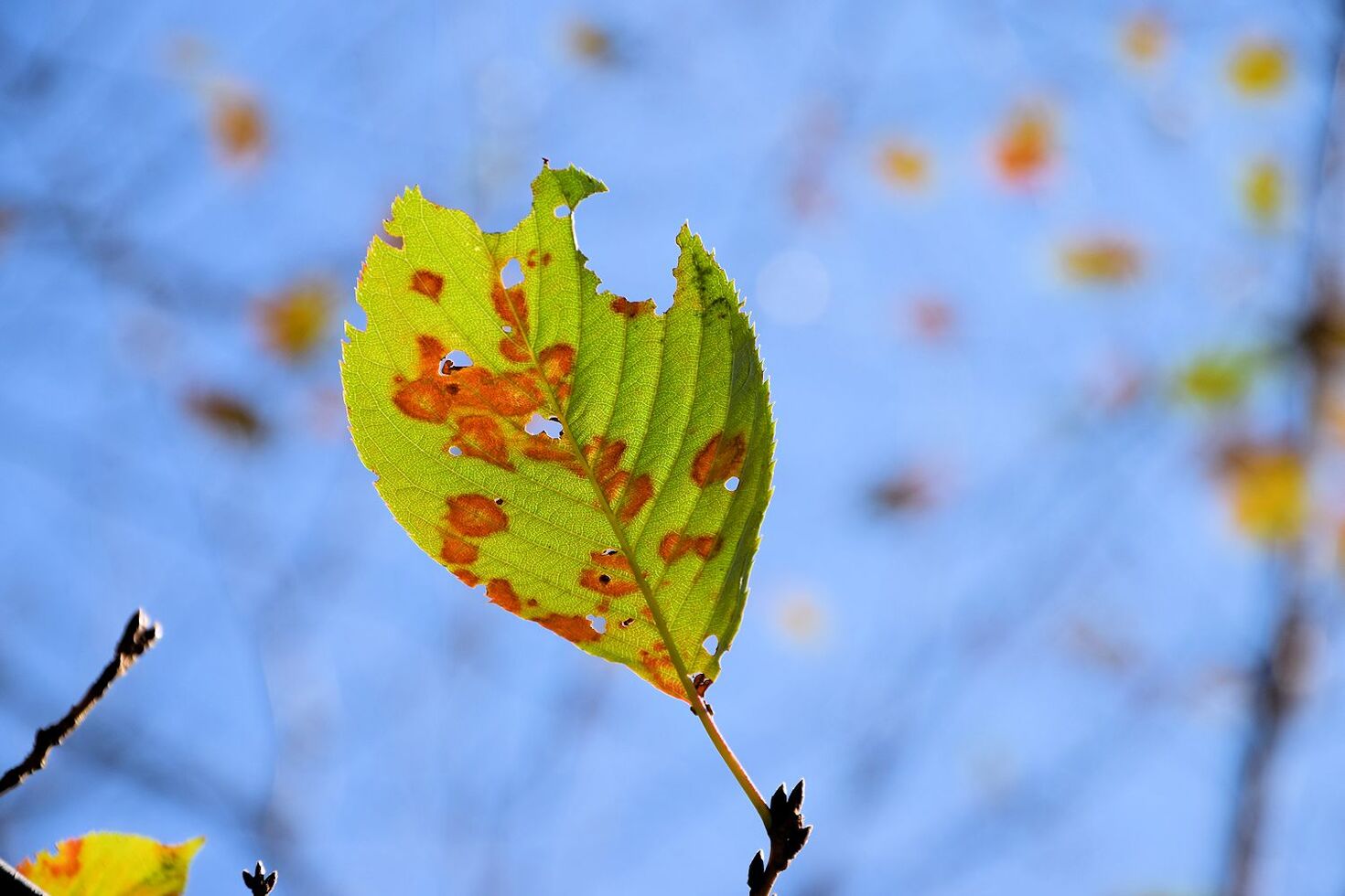 レビュアーのカバー画像