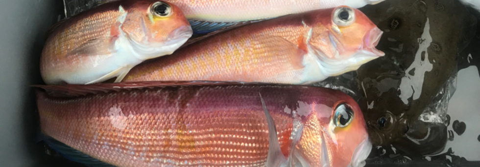 レビュアーのカバー画像