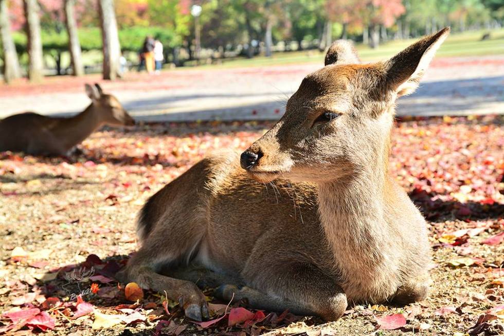 レビュアーのカバー画像