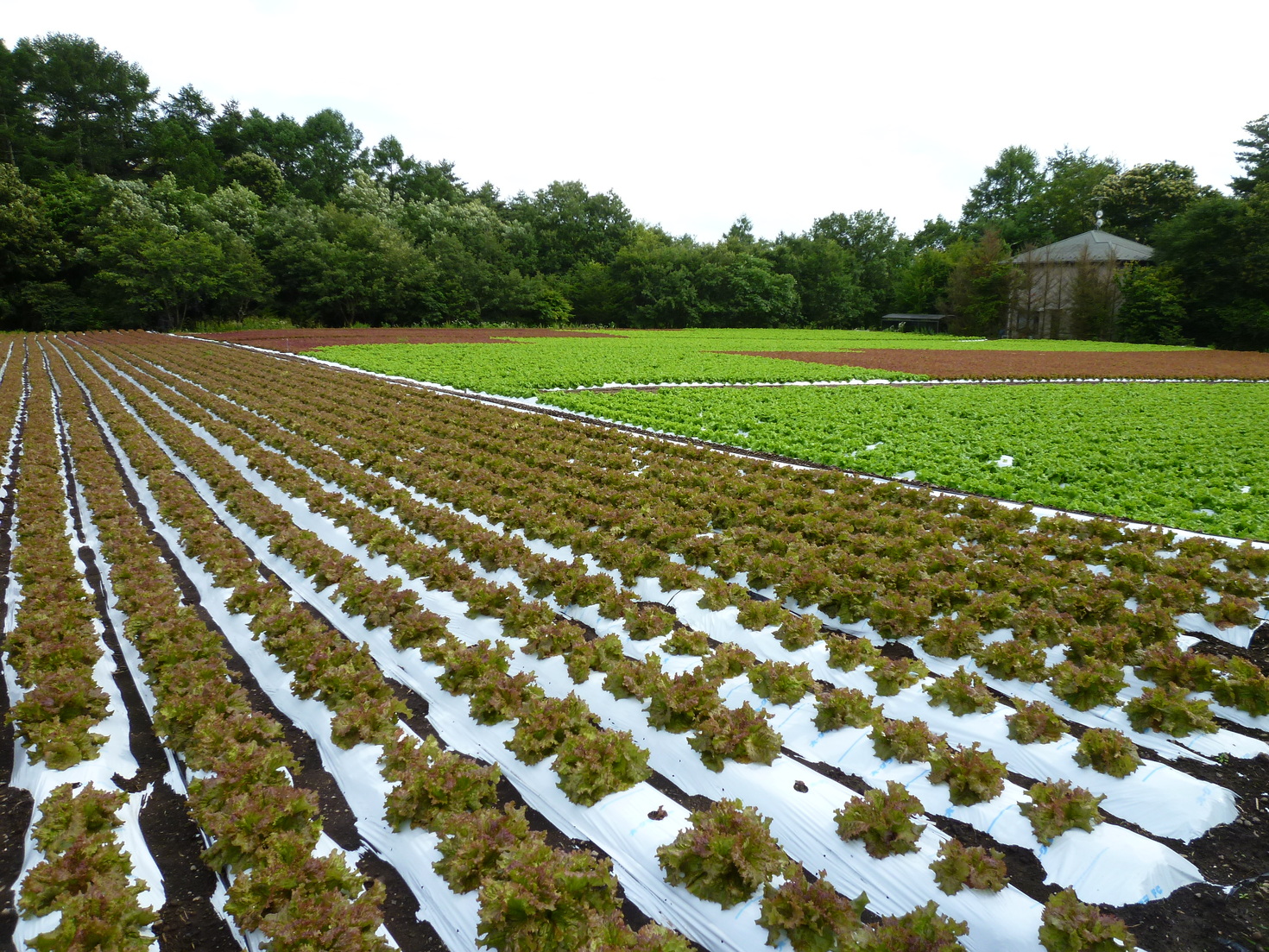 レビュアーのカバー画像