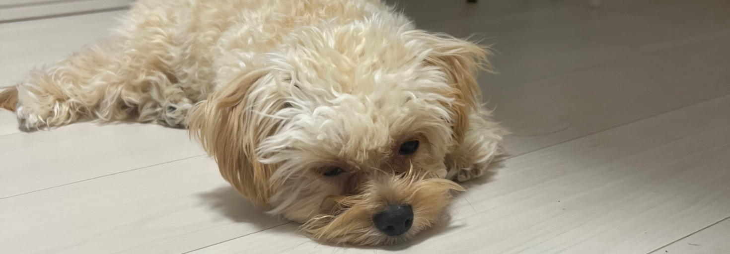 レビュアーのカバー画像