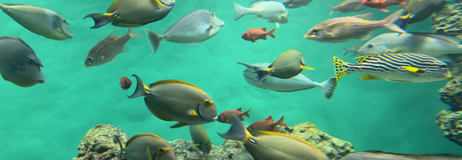 レビュアーのカバー画像