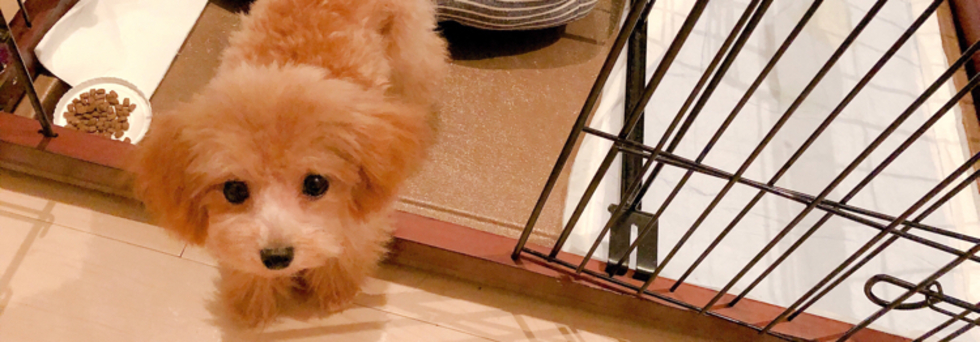 レビュアーのカバー画像