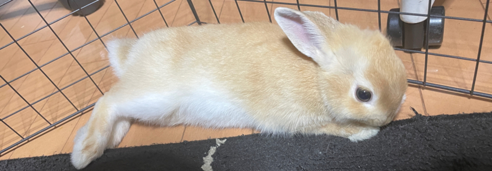 レビュアーのカバー画像