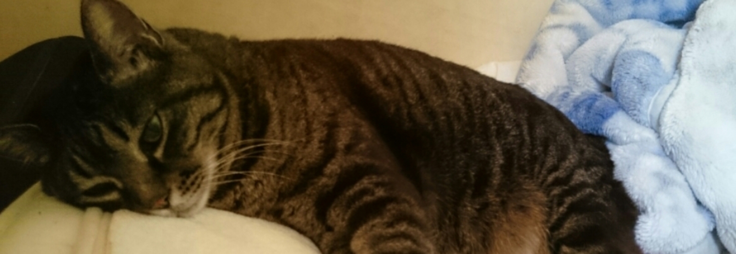 レビュアーのカバー画像