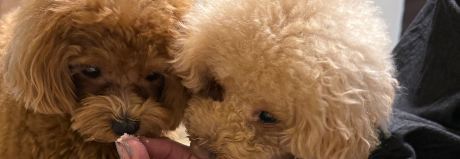 レビュアーのカバー画像