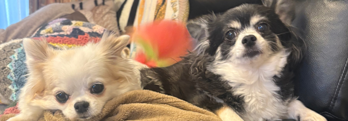 レビュアーのカバー画像