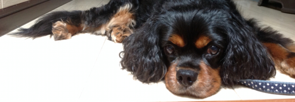 レビュアーのカバー画像