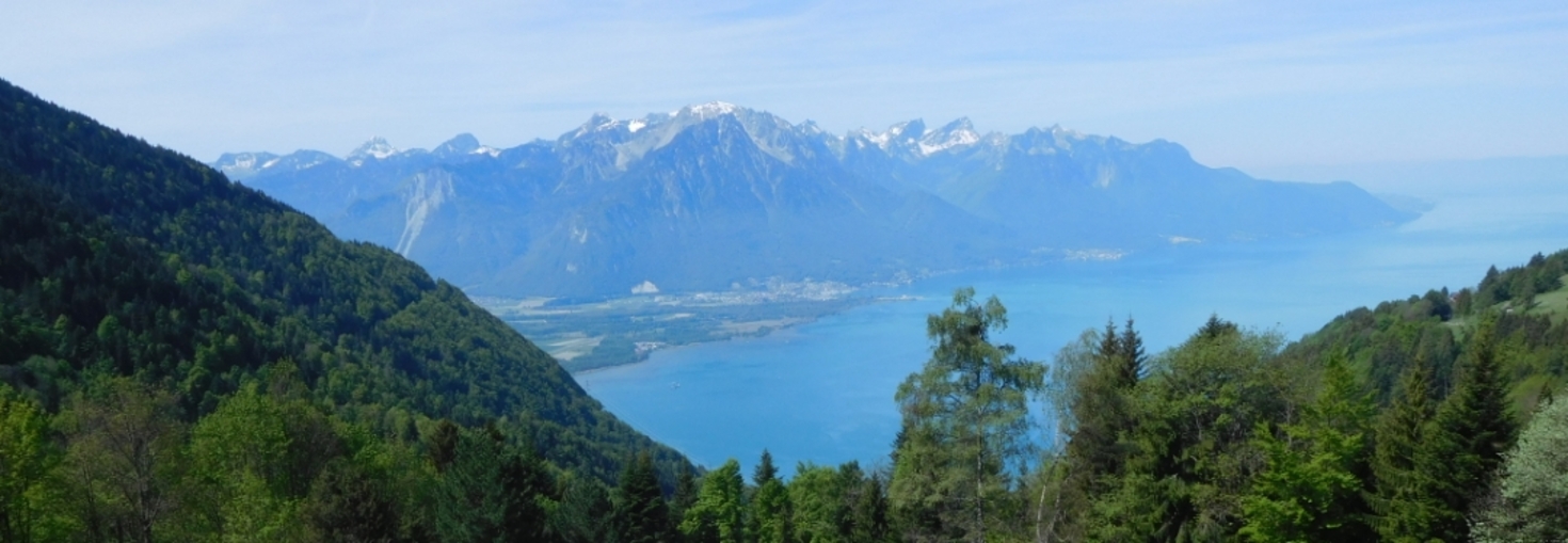 レビュアーのカバー画像