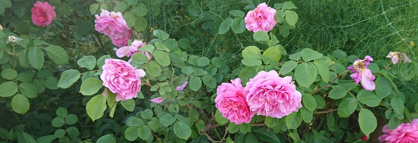 レビュアーのカバー画像