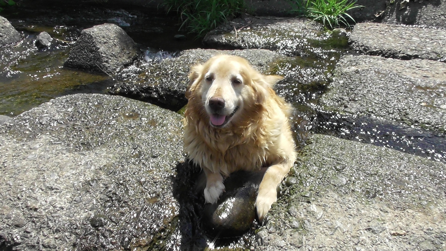 レビュアーのカバー画像