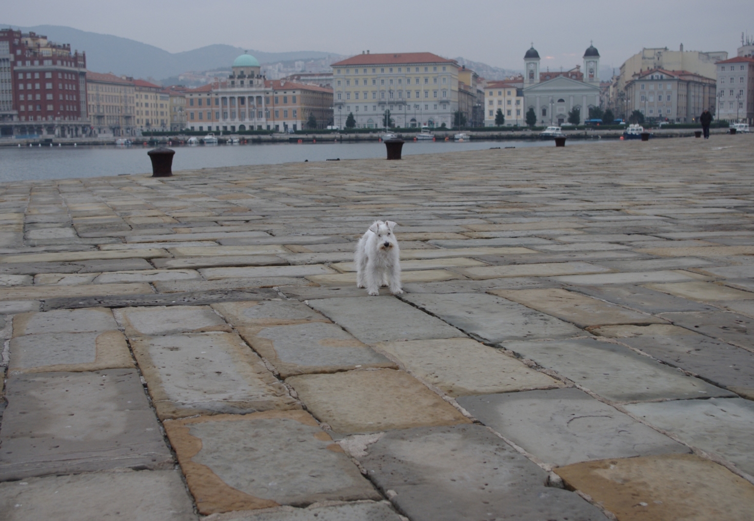 レビュアーのカバー画像