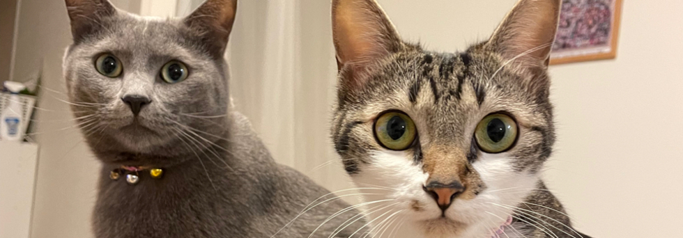 レビュアーのカバー画像