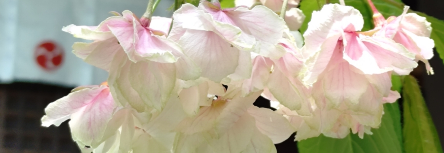 レビュアーのカバー画像