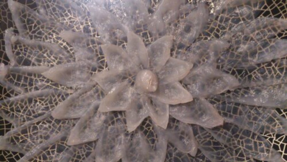 レビュアーのカバー画像