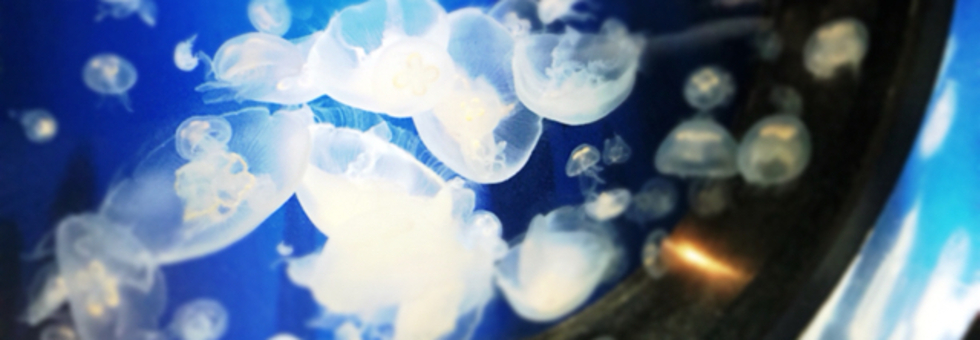 レビュアーのカバー画像