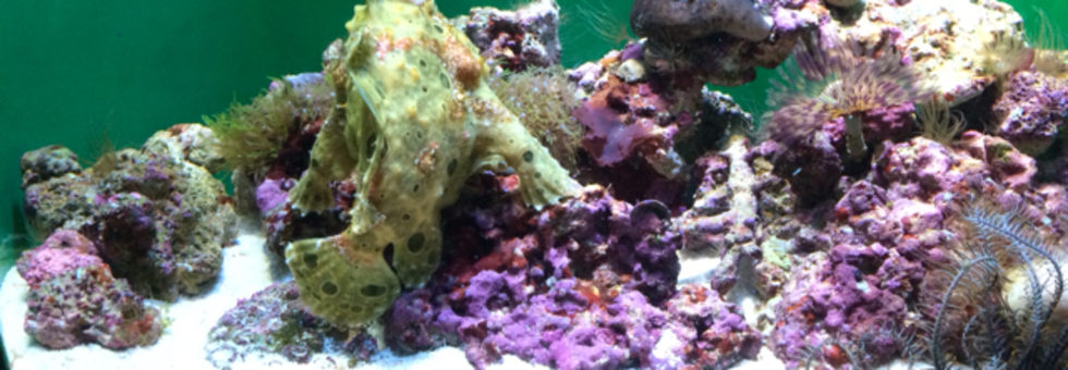 レビュアーのカバー画像