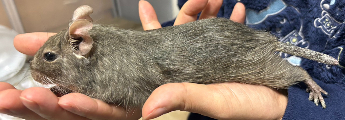 レビュアーのカバー画像