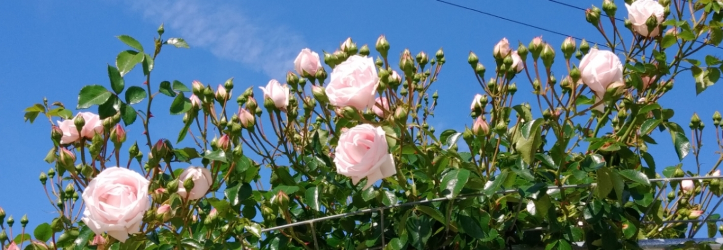 レビュアーのカバー画像